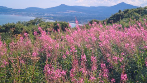 dalkey_dublin (66 of 105)