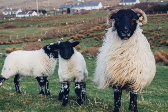 touring-connemara-photographs-steven-sheehy