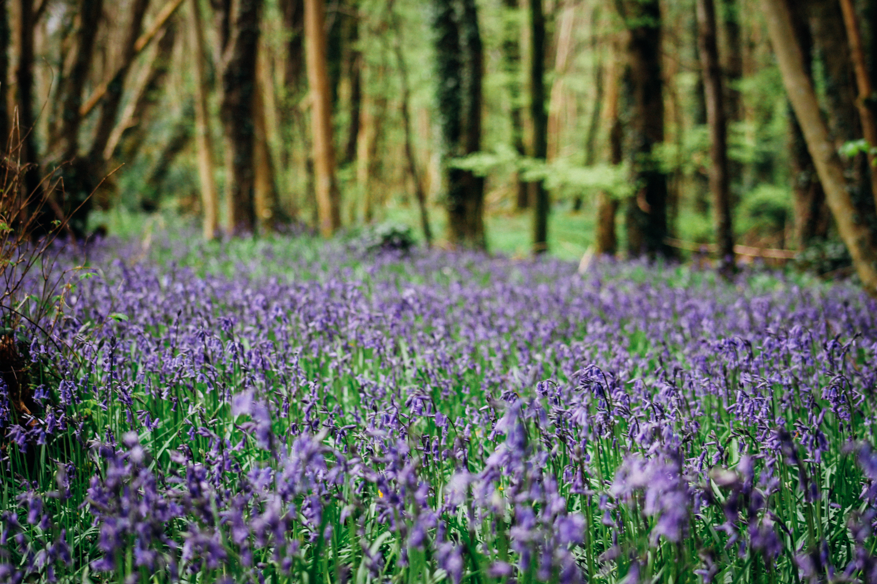 amazing-bluebell-photo-forest-rathangan