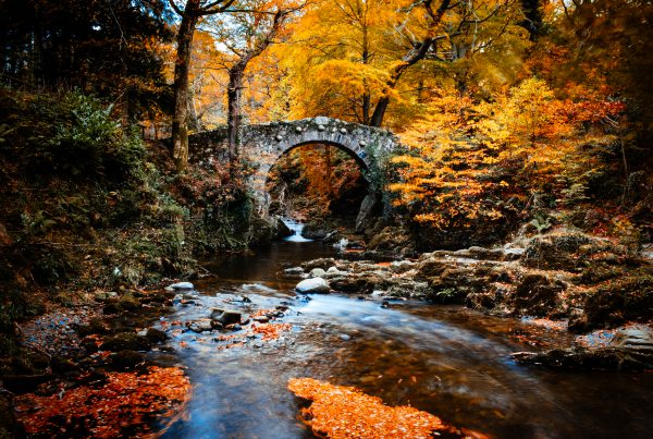 tullymore_forest_northern_ireland_instagram_steven_sheehy-10