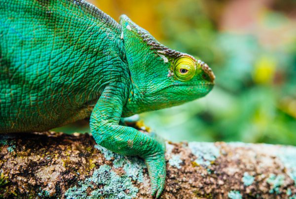 Madagascar_Chamaleons
